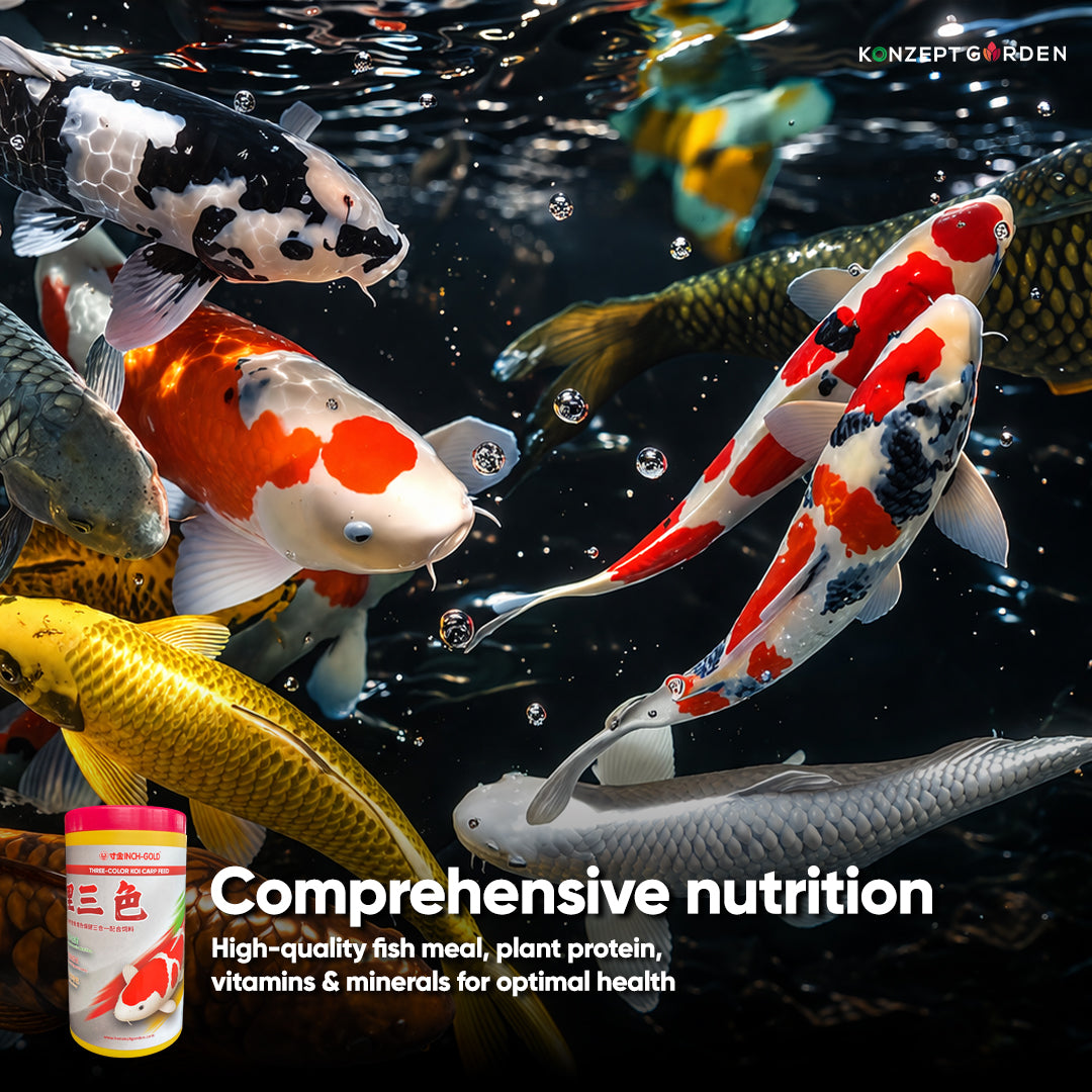 Three Color Koi Carp Feed By Inch Gold