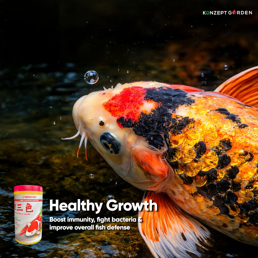 Three Color Koi Carp Feed By Inch Gold
