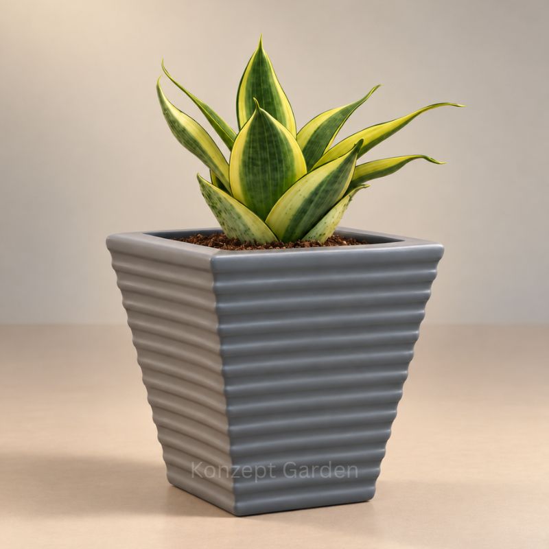 Mini Self-Watering Desk Plant with Live Indoor Plant