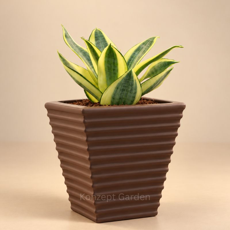 Mini Self-Watering Desk Plant with Live Indoor Plant