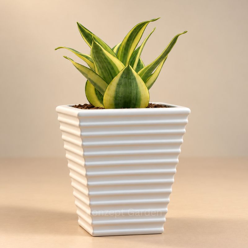 Mini Self-Watering Desk Plant with Live Indoor Plant