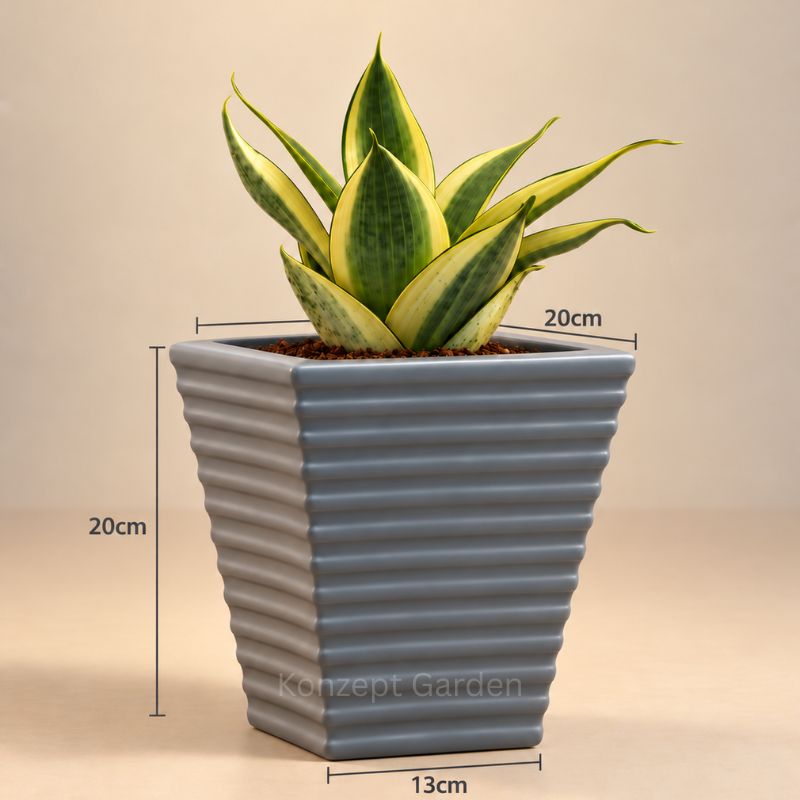 Mini Self-Watering Desk Plant with Live Indoor Plant