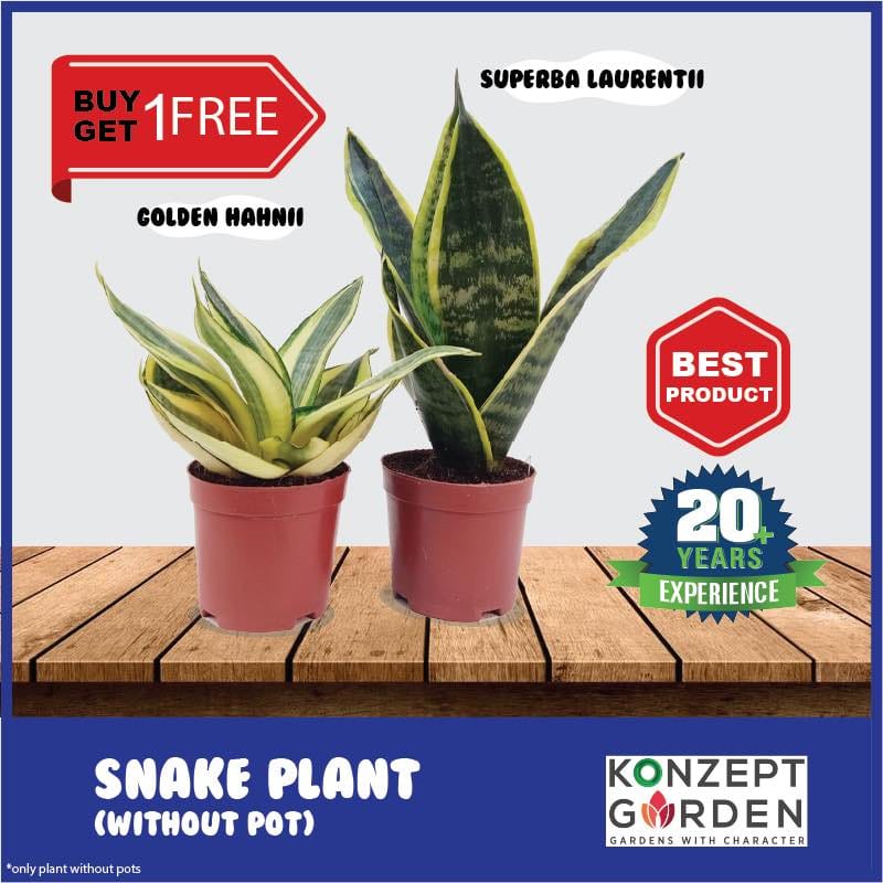 Snake Plant Superba Laurentii or Golden Hahnii Without Pot