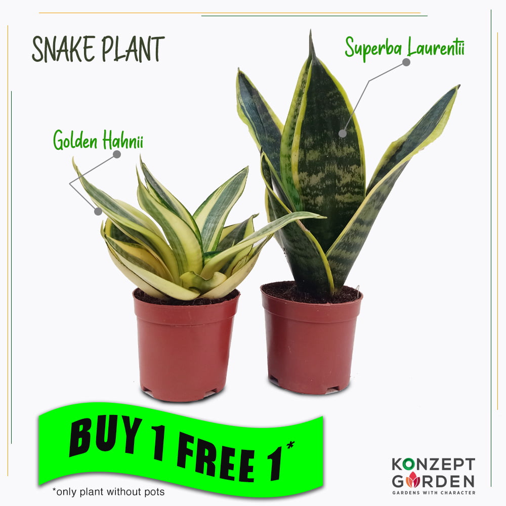 Snake Plant Superba Laurentii or Golden Hahnii Without Pot