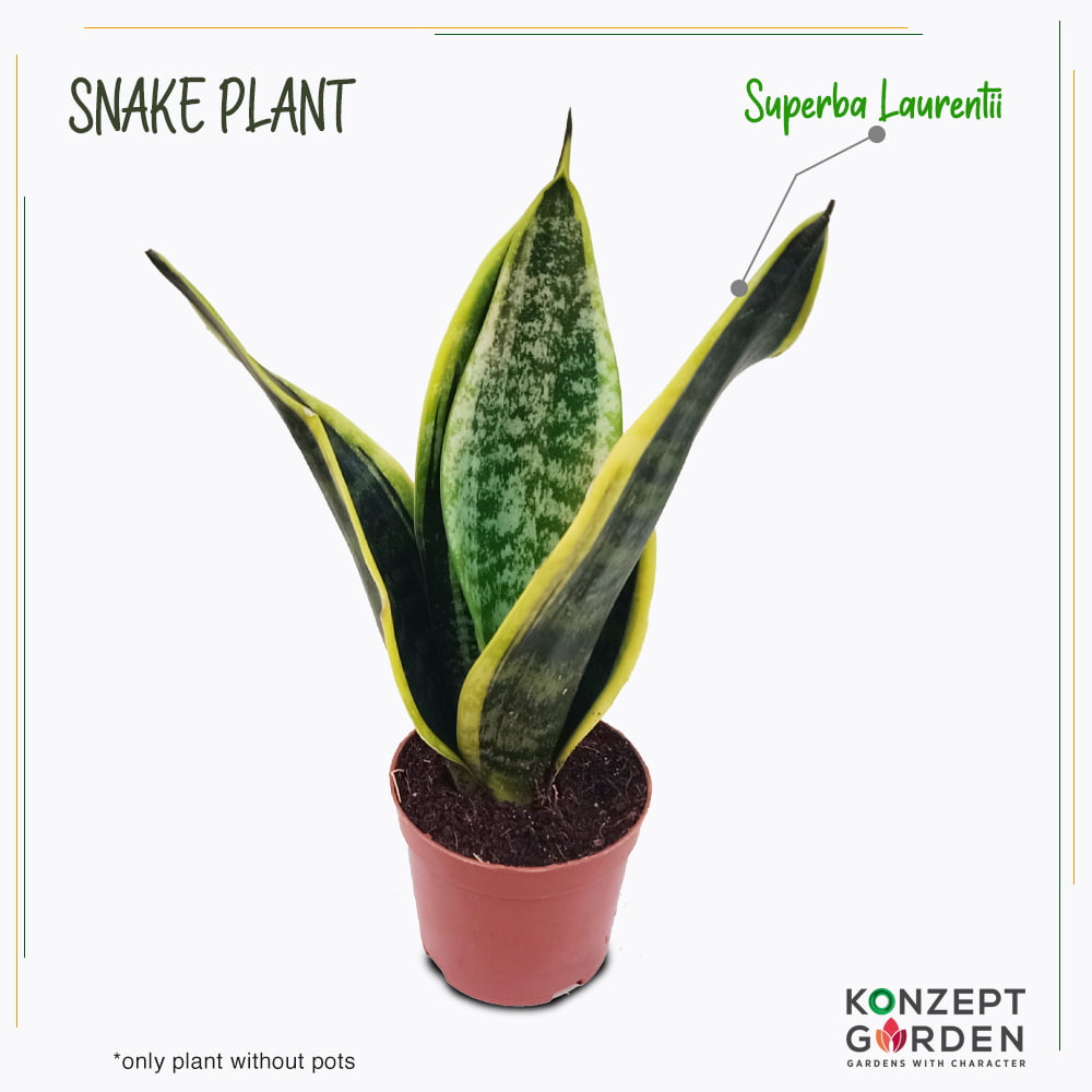 Snake Plant Superba Laurentii or Golden Hahnii Without Pot