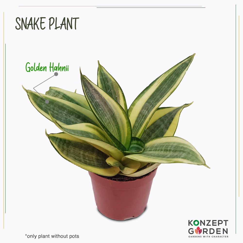 Snake Plant Superba Laurentii or Golden Hahnii Without Pot