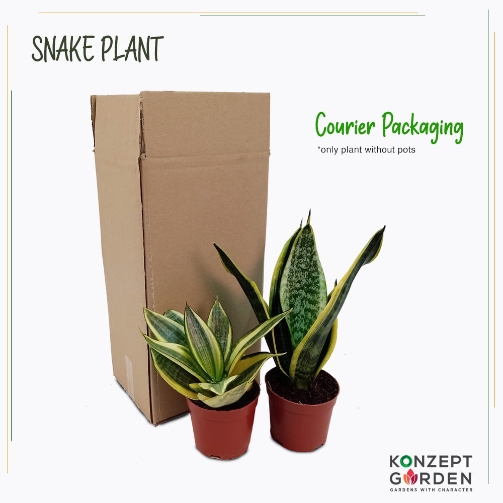 Snake Plant Superba Laurentii or Golden Hahnii Without Pot