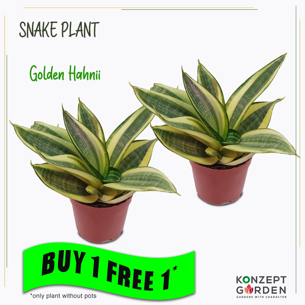 Snake Plant Superba Laurentii or Golden Hahnii Without Pot