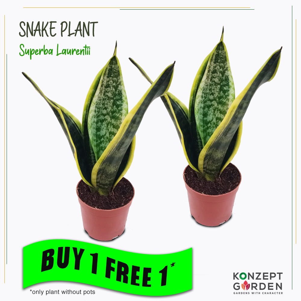 Snake Plant Superba Laurentii or Golden Hahnii Without Pot