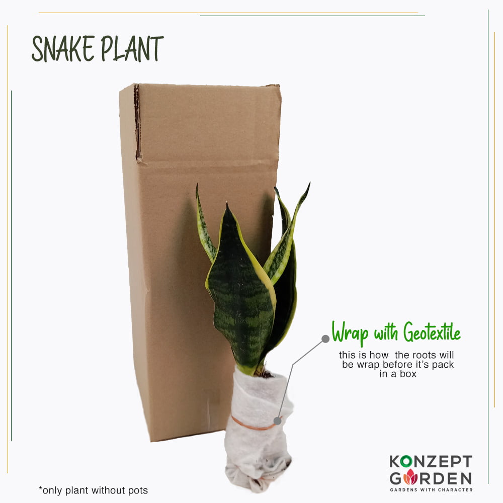 Snake Plant Superba Laurentii or Golden Hahnii Without Pot