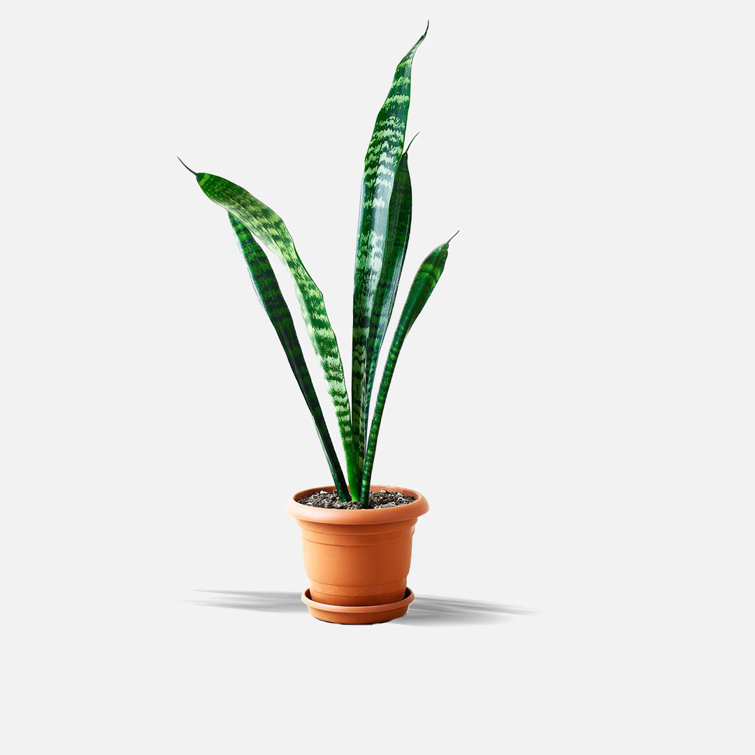 fan snake plant Snake Plant Superba Laurentii With Pot