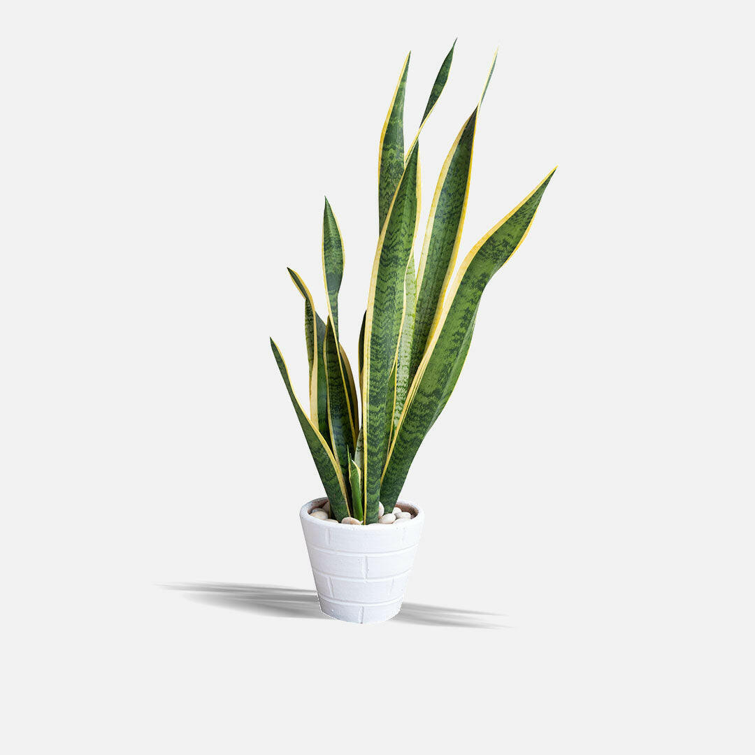 snake plant no soil Snake Plant Lily Snake Plant Without Pot