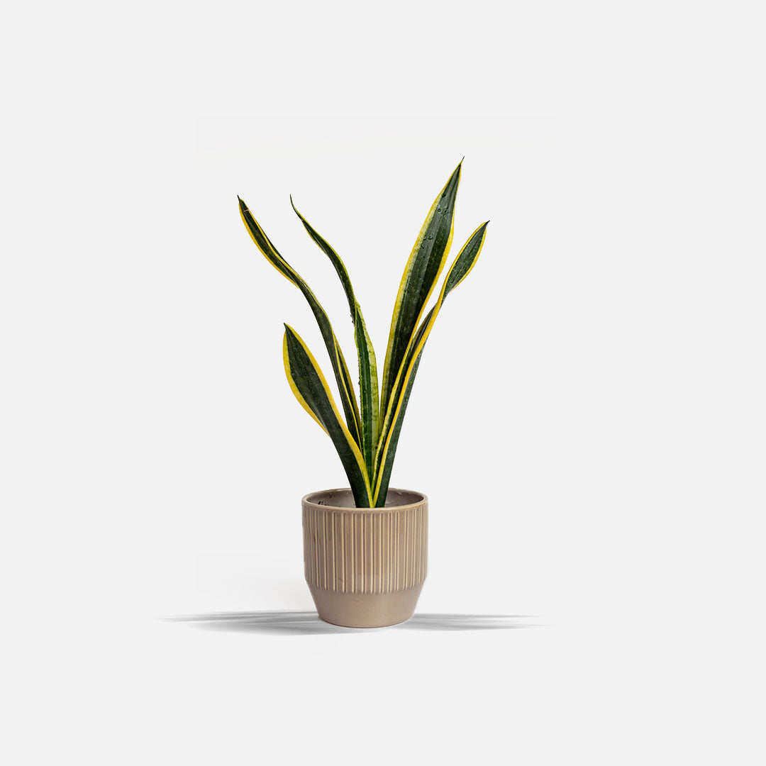 Snake Plant Golden Hahnii With Pot