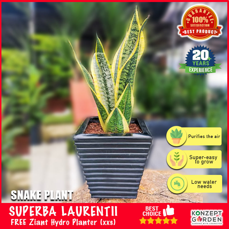 Snake Plant Superba Laurentii With Pot