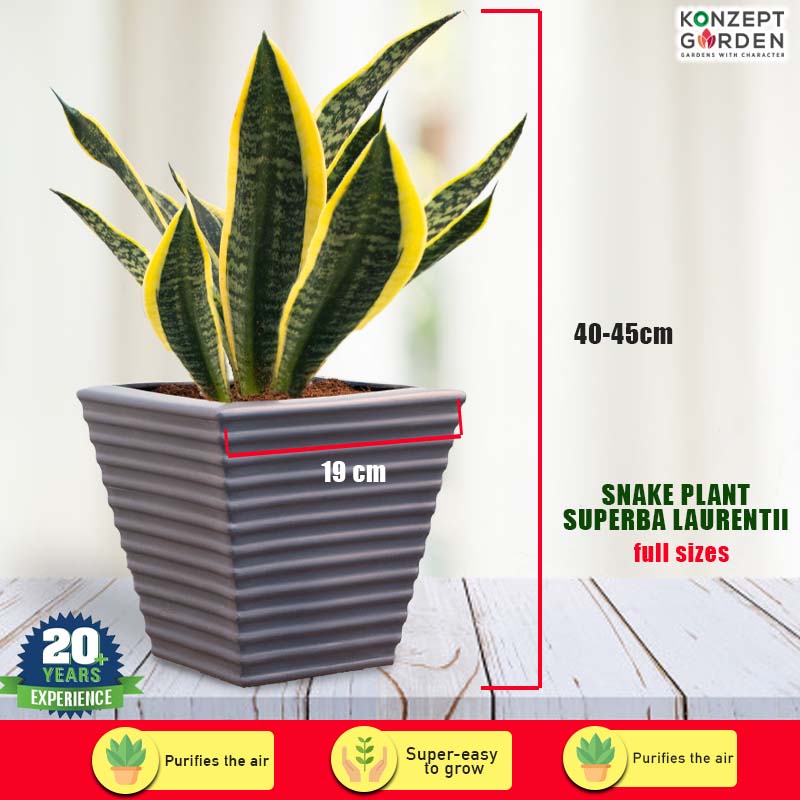 Snake Plant Superba Laurentii With Pot