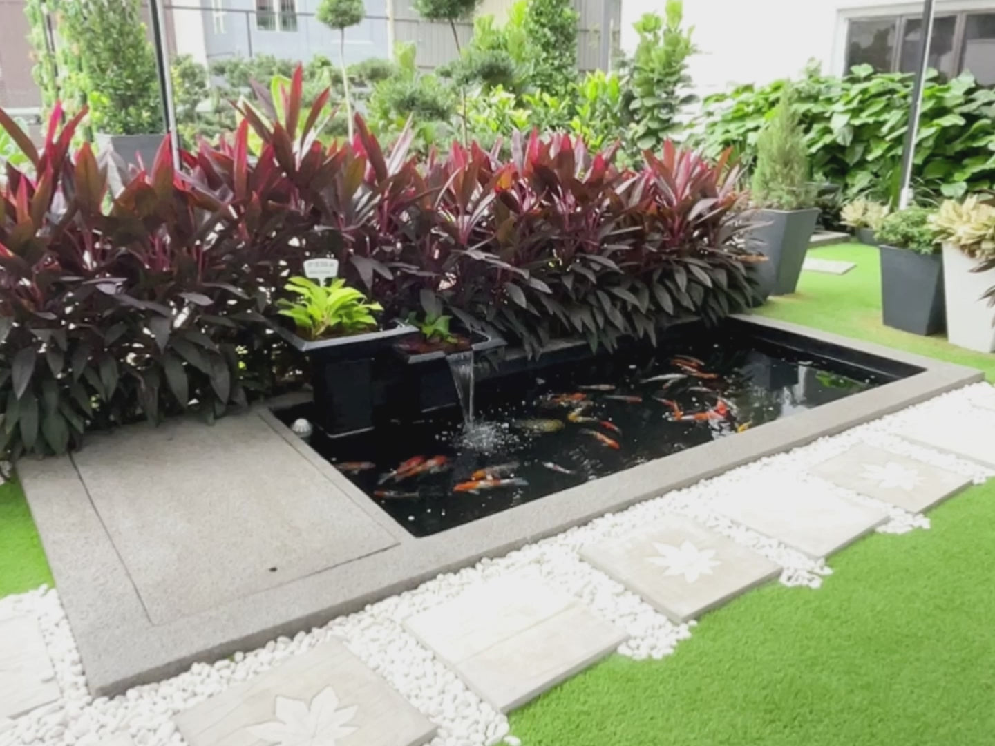 Zen Bio Goldfish Pond 2.