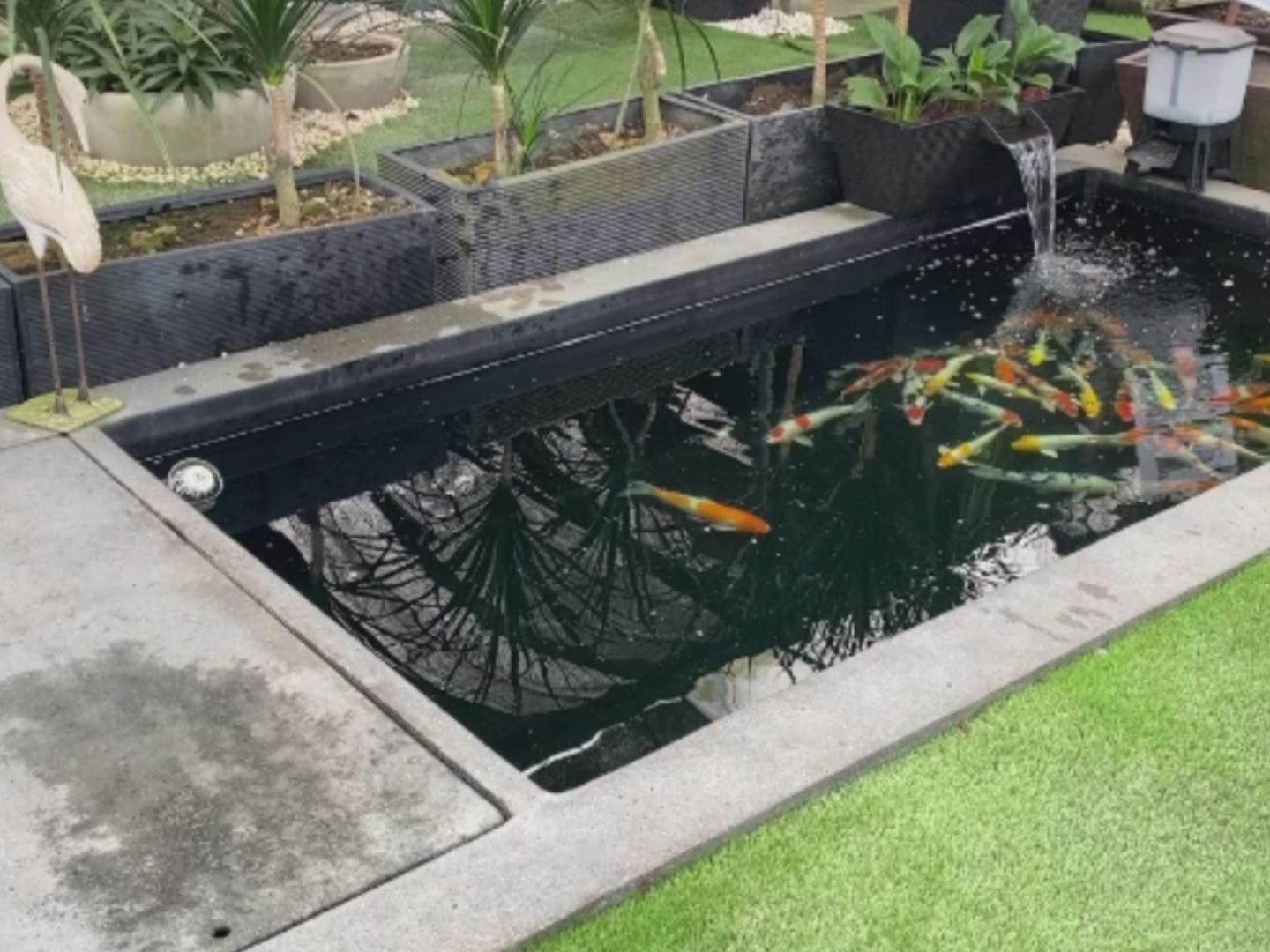 Zen Bio Koi Pond 2.
