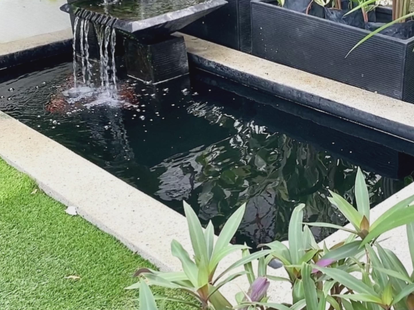 Zen Bio Goldfish Pond 1.