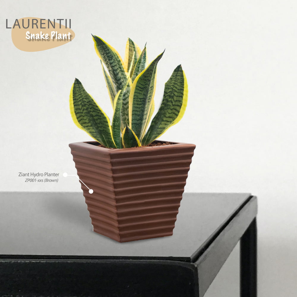 Snake Plant Superba Laurentii With Pot