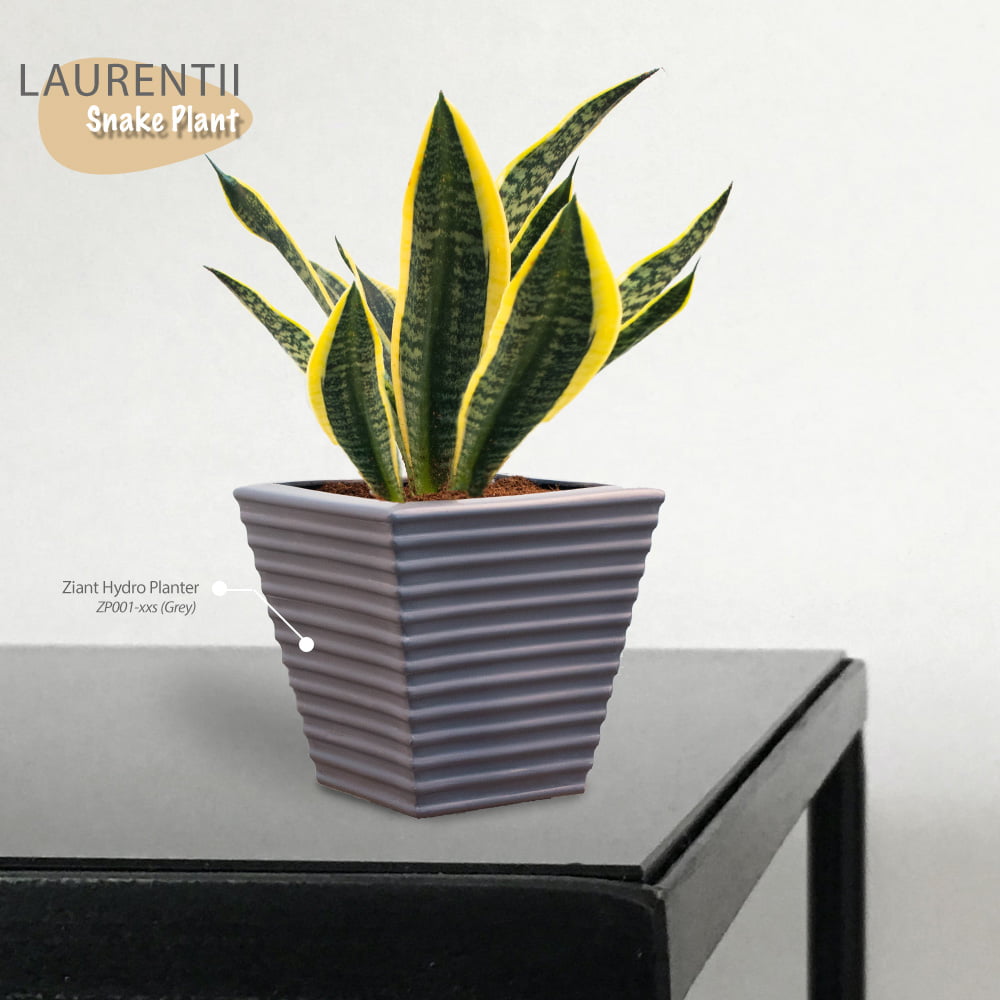 Snake Plant Superba Laurentii With Pot