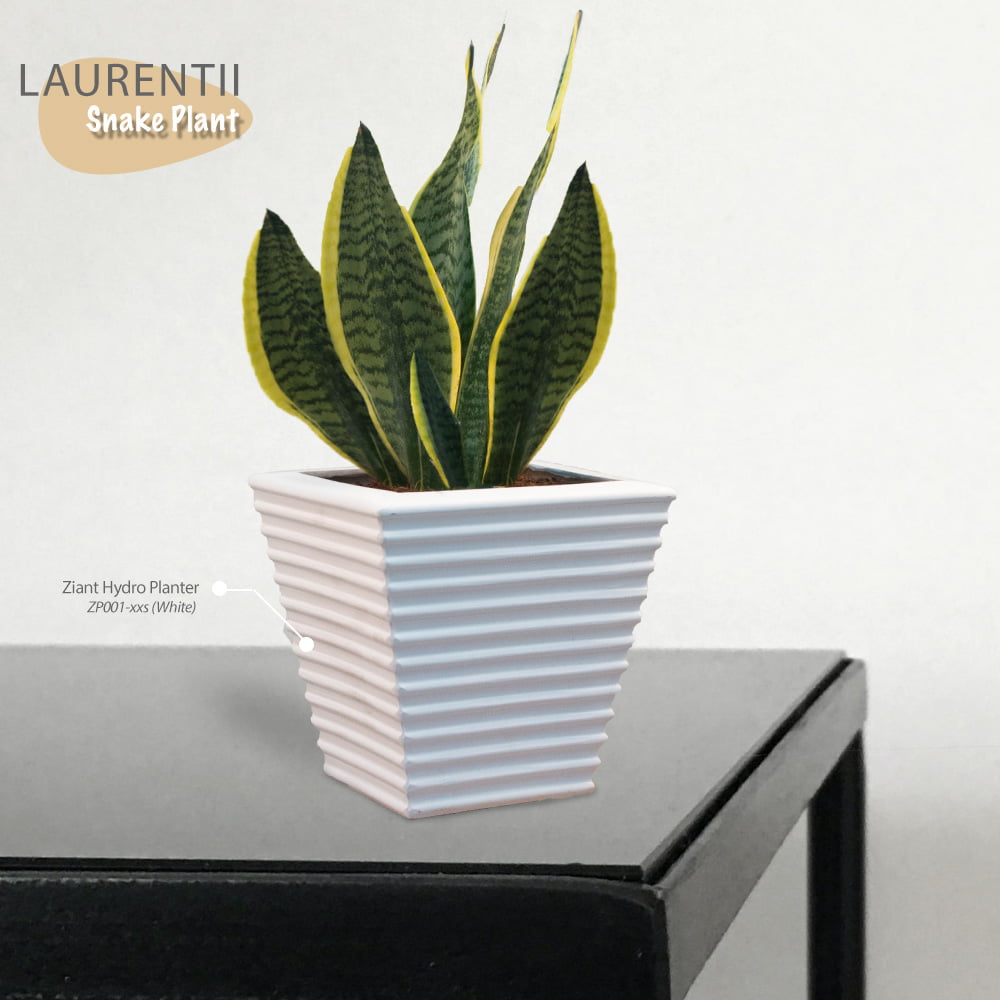 Snake Plant Superba Laurentii With Pot