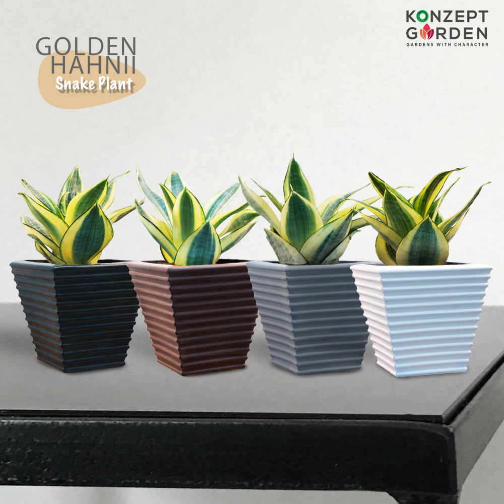 Snake Plant Golden Hahnii With Pot