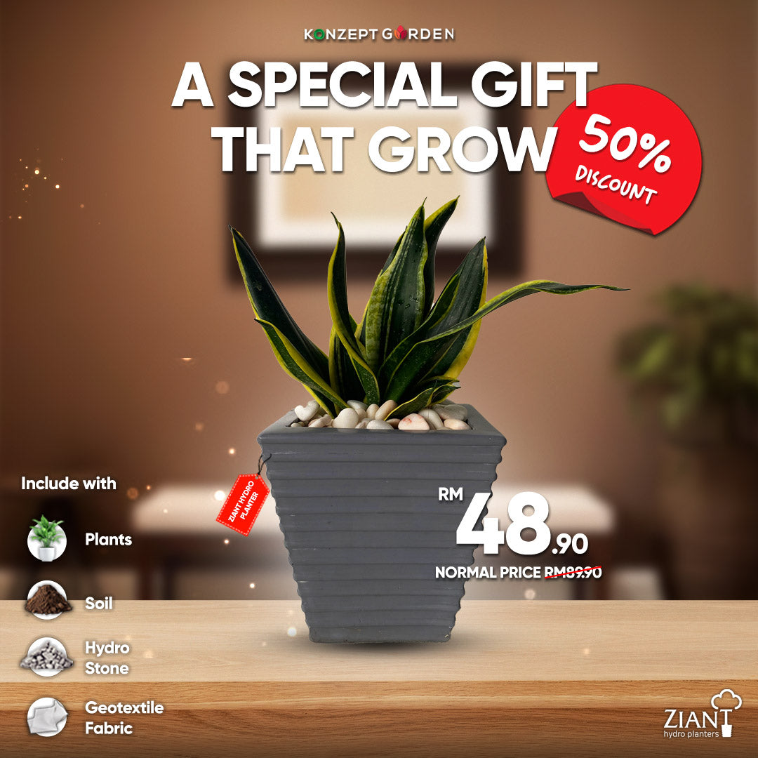 hydro planter self watering containers Mini Self-Watering Hydro Planter XXS with Live Indoor Plant