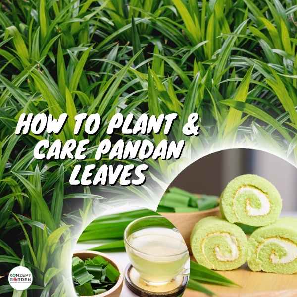How To Plant And Care Pandan Leaves